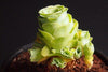 Aeonium aureum aka. Greenovia Aurea (XXS)