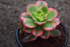 Aeonium decorum f. variegata (aka. Aeonium 'Kiwi' )(PLANT)