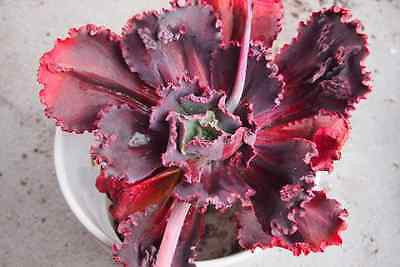 Echeveria 'Mauna Loa’ ( frilled edge type)