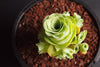 Aeonium aureum aka. Greenovia Aurea (XXS)