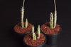 Senecio stapeliaeformis v. minor (RED FLOWER)