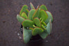 Crassula arborescens ssp. undulatifolia (C. Blue Bird) Jade Plant