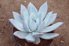 Echeveria colorata 'Mexican Giant'