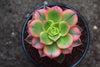 Aeonium decorum f. variegata (aka. Aeonium 'Kiwi' )(PLANT)
