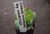 Crassula arborescens ssp. undulatifolia (C. Blue Bird) Jade Plant