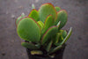 Crassula arborescens ssp. undulatifolia (C. Blue Bird) Jade Plant
