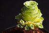 Aeonium aureum aka. Greenovia Aurea (XXS)