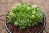 Jovibarba globifera subsp. hirta var. pressiona (w/pups)