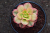 Aeonium decorum f. variegata (aka. Aeonium 'Kiwi' )(PLANT)