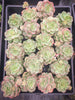 Echeveria Semnan