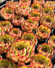 Echeveria 'Puli-lindsayana'