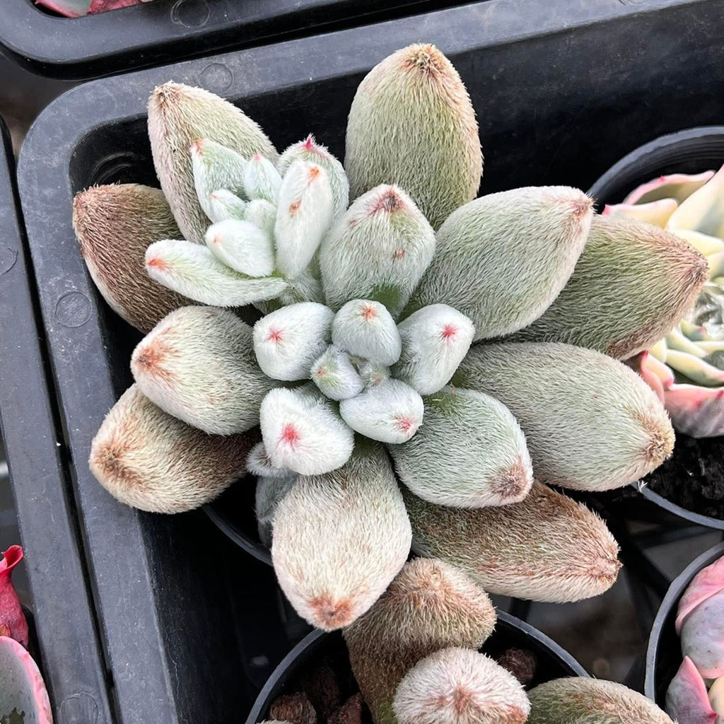 Echeveria Leucotricha