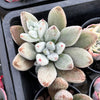Echeveria Leucotricha