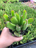 Cotyledon Campanulata