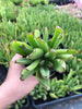 Cotyledon Campanulata