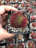 Sempervivum 'Pacific Red Rose' CREST