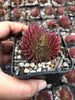Sempervivum 'Pacific Red Rose' CREST