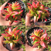 Crassula corymbulosa 'Red Pagoda' (XS)