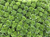 Aeonium aureum aka. Greenovia Aurea (XXS)
