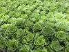 Aeonium aureum aka. Greenovia Aurea (XXS)