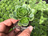 Aeonium aureum aka. Greenovia Aurea (XXS)