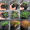 Euphorbia flanaganii (Medusa's Head)(SH)