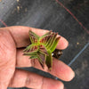 Crassula corymbulosa 'Red Pagoda' (XS)