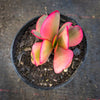 Crassula platyphylla variegata