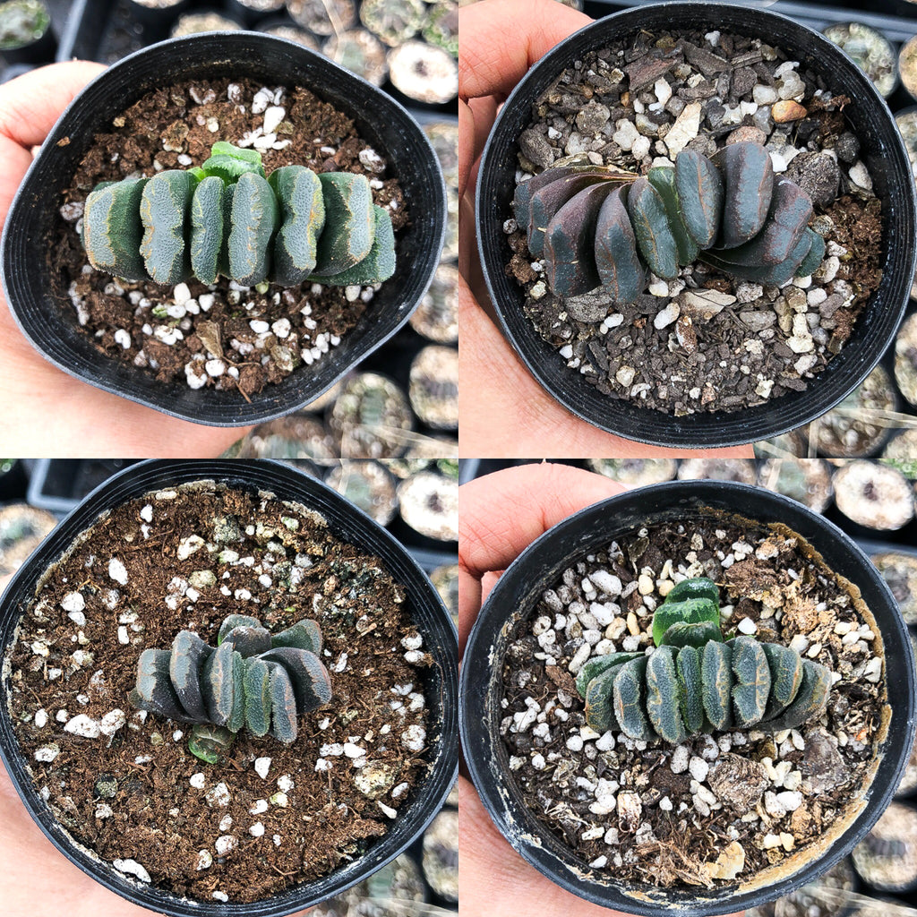 Haworthia hybrid - Type 4 (H. truncata hyb. Seedling)
