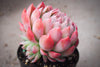 Echeveria 'Violet Queen'