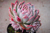 Echeveria 'Violet Queen'
