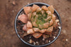 Haworthia cooperi var. leightonii (1 x PUP)