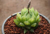 Haworthia cooperi var. leightonii (1 x PUP)
