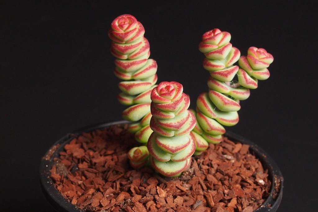 Crassula 'Baby Necklace' (2 x. CUTTINGS)