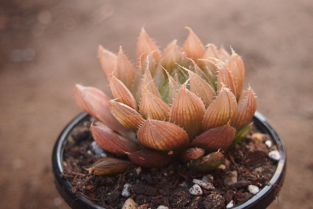 Haworthia cooperi var. leightonii (1 x PUP)