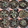 Haworthia hybrid - Type 3 (H. maughanii hyb Seedling)