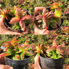 Crassula corymbulosa 'Red Pagoda' (XS)