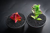 Crassula corymbulosa 'Red Pagoda' (XS)