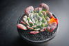 Echeveria pagoda