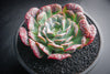 Echeveria pagoda