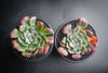 Echeveria pagoda
