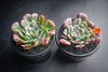 Echeveria pagoda