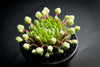 Sempervivum 'Pekinese' (S)