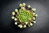 Sempervivum 'Pekinese' (S)