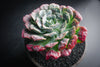 Echeveria pagoda