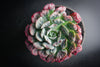 Echeveria pagoda