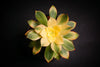 Aeonium decorum f. variegata (aka. Aeonium 'Kiwi' )(PLANT)