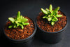 Crassula 'LUDRITS' (Crassula nudicaulis var. Herrei Hyb) (P/C)(w/pup)