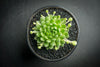 Sempervivum 'Pekinese' (S)