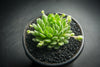 Sempervivum 'Pekinese' (S)